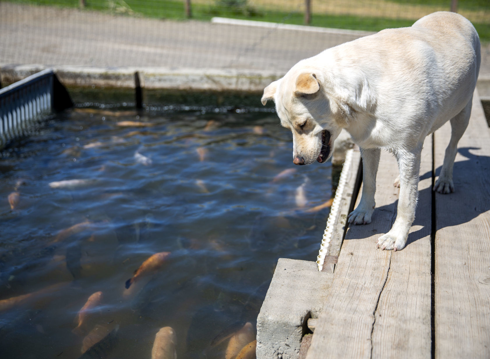 Aquaculture industry takes a hit with coronavirus closures